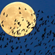 Imagen para el artículo titulado Las mejores fotos del eclipse total y la superluna de ayer